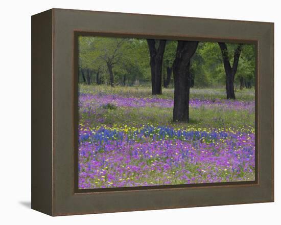 Field of Texas Blue Bonnets, Phlox and Oak Trees, Devine, Texas, USA-Darrell Gulin-Framed Premier Image Canvas