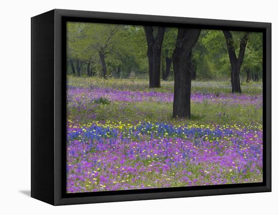 Field of Texas Blue Bonnets, Phlox and Oak Trees, Devine, Texas, USA-Darrell Gulin-Framed Premier Image Canvas