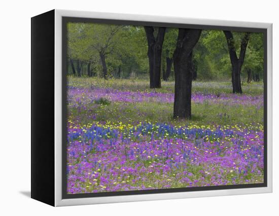 Field of Texas Blue Bonnets, Phlox and Oak Trees, Devine, Texas, USA-Darrell Gulin-Framed Premier Image Canvas