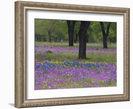 Field of Texas Blue Bonnets, Phlox and Oak Trees, Devine, Texas, USA-Darrell Gulin-Framed Photographic Print