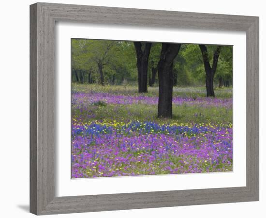 Field of Texas Blue Bonnets, Phlox and Oak Trees, Devine, Texas, USA-Darrell Gulin-Framed Photographic Print