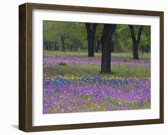 Field of Texas Blue Bonnets, Phlox and Oak Trees, Devine, Texas, USA-Darrell Gulin-Framed Photographic Print