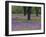 Field of Texas Blue Bonnets, Phlox and Oak Trees, Devine, Texas, USA-Darrell Gulin-Framed Photographic Print