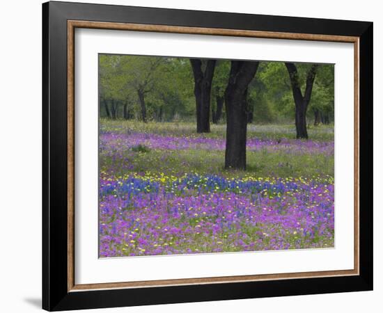 Field of Texas Blue Bonnets, Phlox and Oak Trees, Devine, Texas, USA-Darrell Gulin-Framed Photographic Print