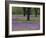 Field of Texas Blue Bonnets, Phlox and Oak Trees, Devine, Texas, USA-Darrell Gulin-Framed Photographic Print