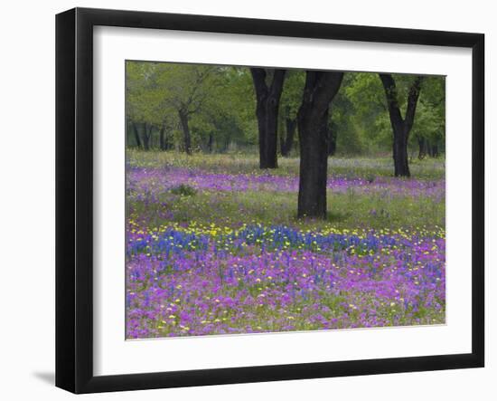 Field of Texas Blue Bonnets, Phlox and Oak Trees, Devine, Texas, USA-Darrell Gulin-Framed Photographic Print