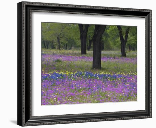 Field of Texas Blue Bonnets, Phlox and Oak Trees, Devine, Texas, USA-Darrell Gulin-Framed Photographic Print