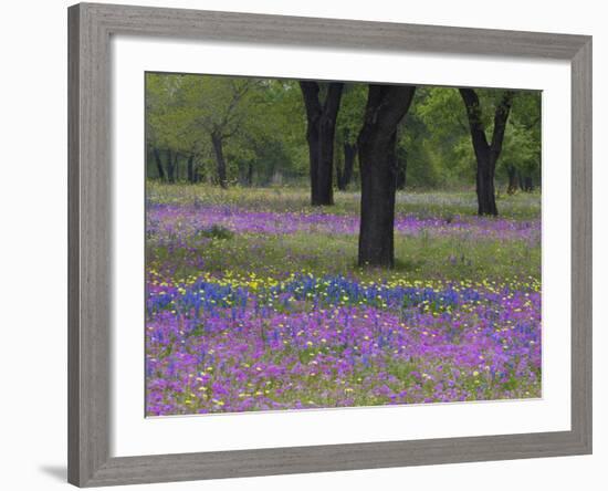 Field of Texas Blue Bonnets, Phlox and Oak Trees, Devine, Texas, USA-Darrell Gulin-Framed Photographic Print