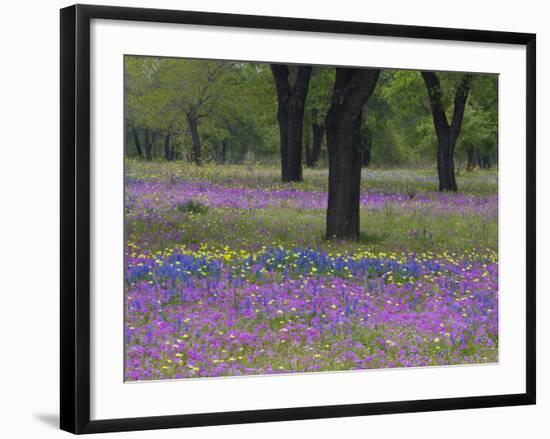 Field of Texas Blue Bonnets, Phlox and Oak Trees, Devine, Texas, USA-Darrell Gulin-Framed Photographic Print