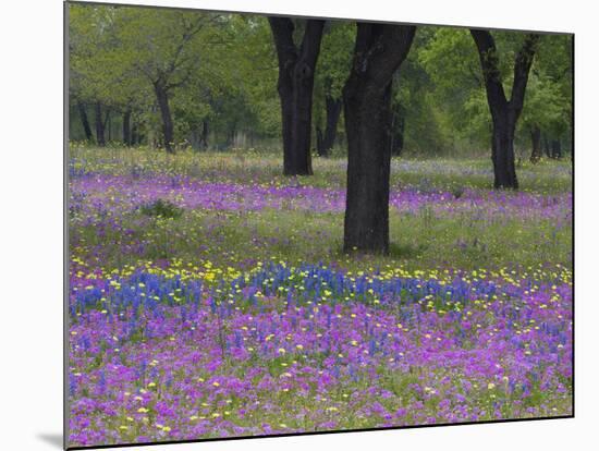 Field of Texas Blue Bonnets, Phlox and Oak Trees, Devine, Texas, USA-Darrell Gulin-Mounted Photographic Print