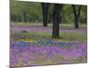 Field of Texas Blue Bonnets, Phlox and Oak Trees, Devine, Texas, USA-Darrell Gulin-Mounted Photographic Print