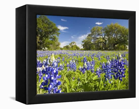 Field of Texas Bluebonnets and Oak Trees, Texas Hill Country, Usa-Julie Eggers-Framed Premier Image Canvas