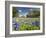 Field of Texas Bluebonnets and Oak Trees, Texas Hill Country, Usa-Julie Eggers-Framed Photographic Print