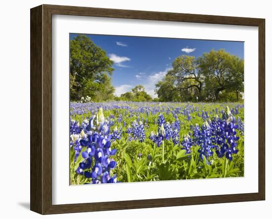 Field of Texas Bluebonnets and Oak Trees, Texas Hill Country, Usa-Julie Eggers-Framed Photographic Print