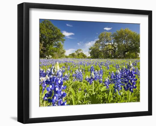 Field of Texas Bluebonnets and Oak Trees, Texas Hill Country, Usa-Julie Eggers-Framed Photographic Print