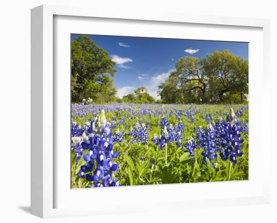 Field of Texas Bluebonnets and Oak Trees, Texas Hill Country, Usa-Julie Eggers-Framed Photographic Print