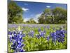 Field of Texas Bluebonnets and Oak Trees, Texas Hill Country, Usa-Julie Eggers-Mounted Photographic Print