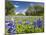 Field of Texas Bluebonnets and Oak Trees, Texas Hill Country, Usa-Julie Eggers-Mounted Photographic Print