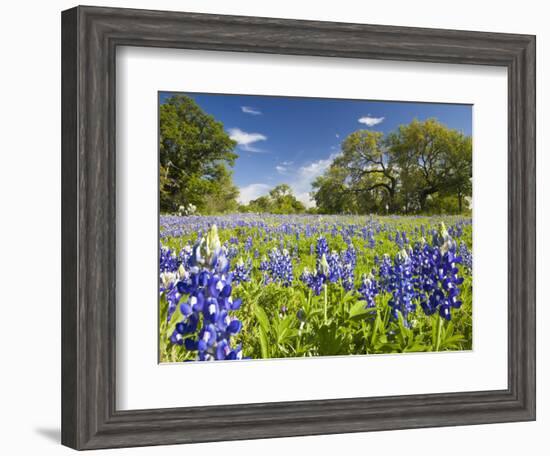 Field of Texas Bluebonnets and Oak Trees, Texas Hill Country, Usa-Julie Eggers-Framed Photographic Print