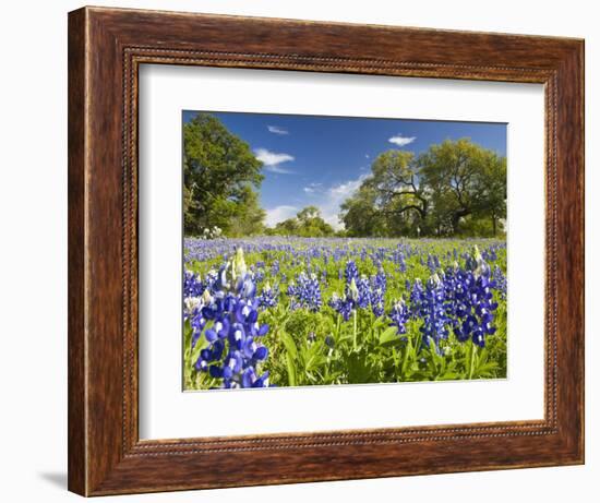 Field of Texas Bluebonnets and Oak Trees, Texas Hill Country, Usa-Julie Eggers-Framed Photographic Print