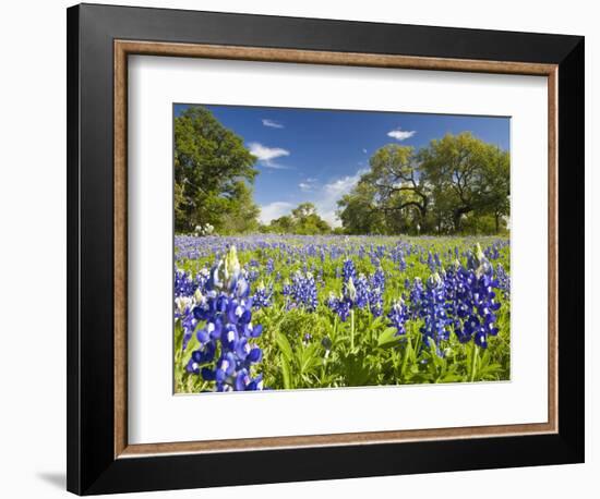 Field of Texas Bluebonnets and Oak Trees, Texas Hill Country, Usa-Julie Eggers-Framed Photographic Print