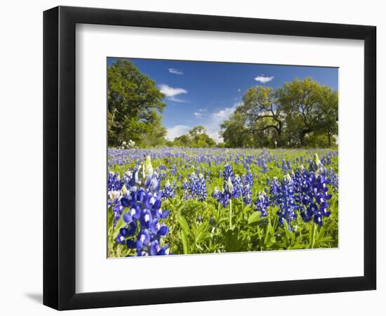 Field of Texas Bluebonnets and Oak Trees, Texas Hill Country, Usa-Julie Eggers-Framed Photographic Print