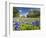 Field of Texas Bluebonnets and Oak Trees, Texas Hill Country, Usa-Julie Eggers-Framed Photographic Print