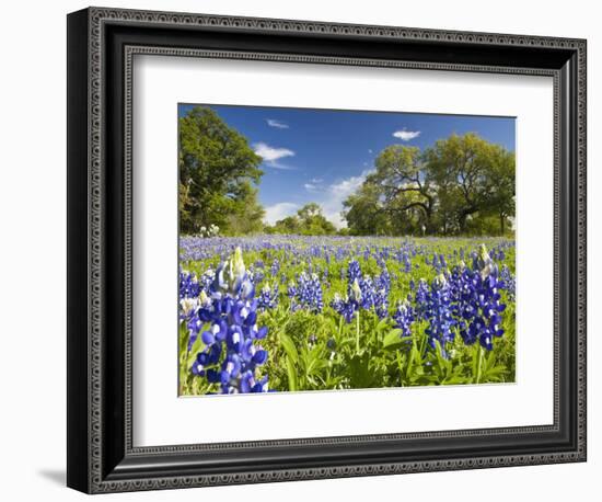 Field of Texas Bluebonnets and Oak Trees, Texas Hill Country, Usa-Julie Eggers-Framed Photographic Print