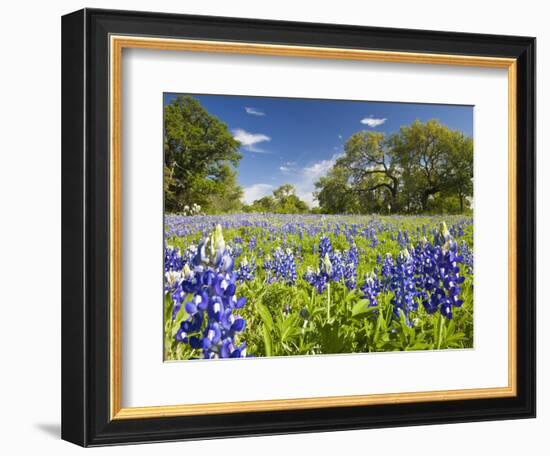 Field of Texas Bluebonnets and Oak Trees, Texas Hill Country, Usa-Julie Eggers-Framed Photographic Print