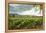 Field of Tobacco Plants in an Important Growing Region in the North West-Rob Francis-Framed Premier Image Canvas