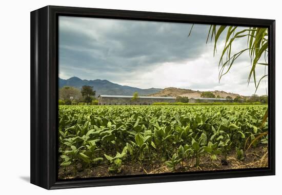 Field of Tobacco Plants in an Important Growing Region in the North West-Rob Francis-Framed Premier Image Canvas