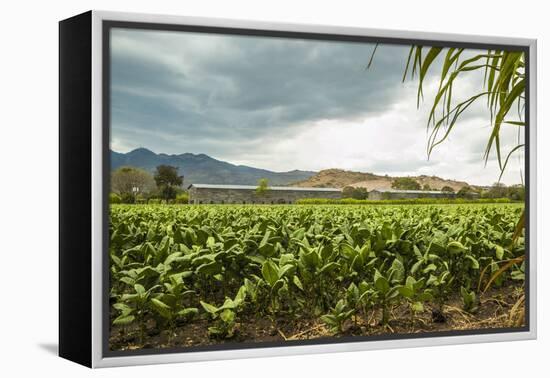 Field of Tobacco Plants in an Important Growing Region in the North West-Rob Francis-Framed Premier Image Canvas