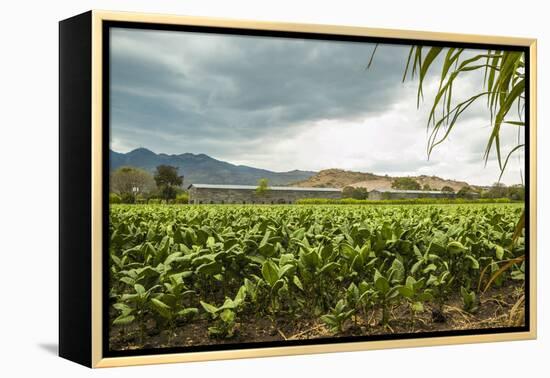 Field of Tobacco Plants in an Important Growing Region in the North West-Rob Francis-Framed Premier Image Canvas