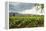 Field of Tobacco Plants in an Important Growing Region in the North West-Rob Francis-Framed Premier Image Canvas