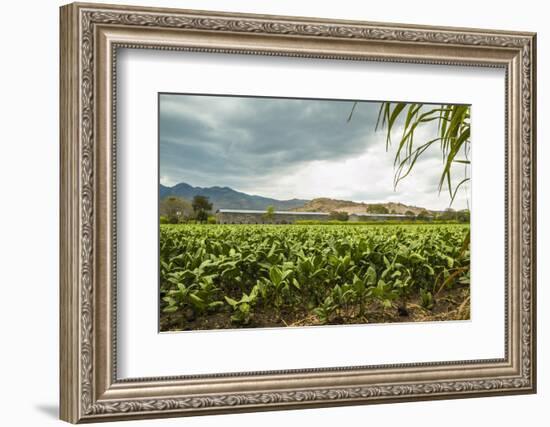 Field of Tobacco Plants in an Important Growing Region in the North West-Rob Francis-Framed Photographic Print