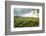 Field of Tobacco Plants in an Important Growing Region in the North West-Rob Francis-Framed Photographic Print