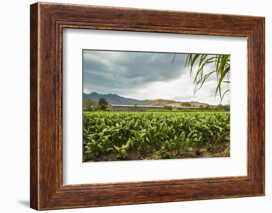 Field of Tobacco Plants in an Important Growing Region in the North West-Rob Francis-Framed Photographic Print