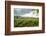 Field of Tobacco Plants in an Important Growing Region in the North West-Rob Francis-Framed Photographic Print