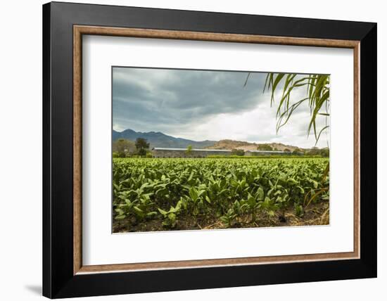 Field of Tobacco Plants in an Important Growing Region in the North West-Rob Francis-Framed Photographic Print