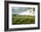 Field of Tobacco Plants in an Important Growing Region in the North West-Rob Francis-Framed Photographic Print