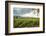 Field of Tobacco Plants in an Important Growing Region in the North West-Rob Francis-Framed Photographic Print