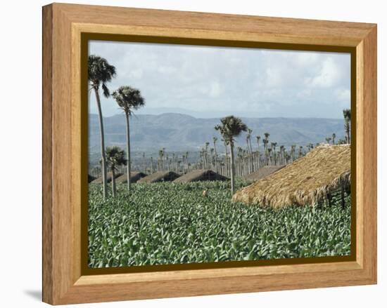 Field of Tobacco, Santiago, Dominican Republic, West Indies, Caribbean, Central America-Adam Woolfitt-Framed Premier Image Canvas