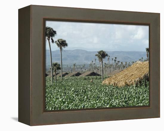 Field of Tobacco, Santiago, Dominican Republic, West Indies, Caribbean, Central America-Adam Woolfitt-Framed Premier Image Canvas