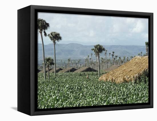 Field of Tobacco, Santiago, Dominican Republic, West Indies, Caribbean, Central America-Adam Woolfitt-Framed Premier Image Canvas