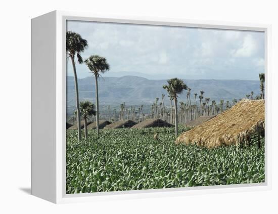 Field of Tobacco, Santiago, Dominican Republic, West Indies, Caribbean, Central America-Adam Woolfitt-Framed Premier Image Canvas