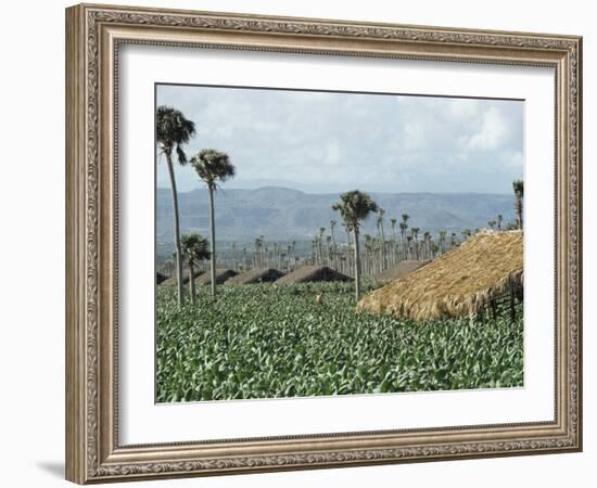 Field of Tobacco, Santiago, Dominican Republic, West Indies, Caribbean, Central America-Adam Woolfitt-Framed Photographic Print