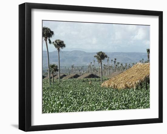 Field of Tobacco, Santiago, Dominican Republic, West Indies, Caribbean, Central America-Adam Woolfitt-Framed Photographic Print