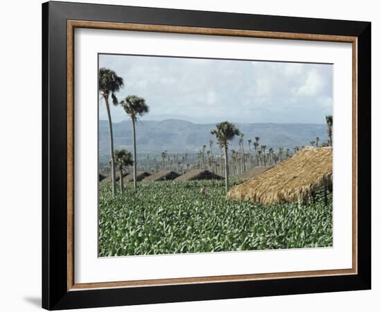 Field of Tobacco, Santiago, Dominican Republic, West Indies, Caribbean, Central America-Adam Woolfitt-Framed Photographic Print