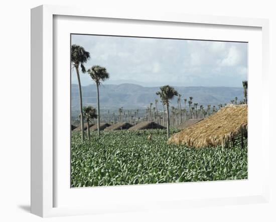 Field of Tobacco, Santiago, Dominican Republic, West Indies, Caribbean, Central America-Adam Woolfitt-Framed Photographic Print