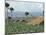 Field of Tobacco, Santiago, Dominican Republic, West Indies, Caribbean, Central America-Adam Woolfitt-Mounted Photographic Print